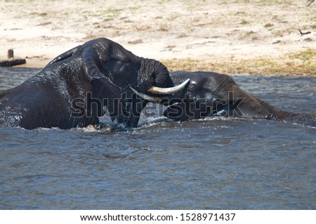 Two young elephant bulls fighting in the water, Chobe River Botswana