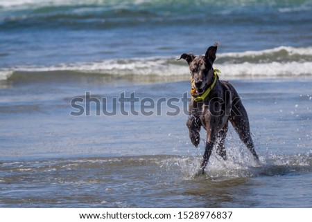 dogs play at san diego dog beach