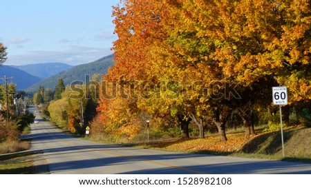 autumn trees in rural setting and natural light