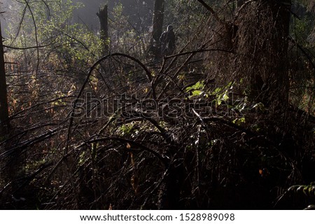Spooky, mysterious, dark, fogy and wild forest with underbrush and people silhouettes in the background