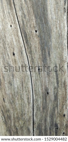 
wood that dries in the dry season