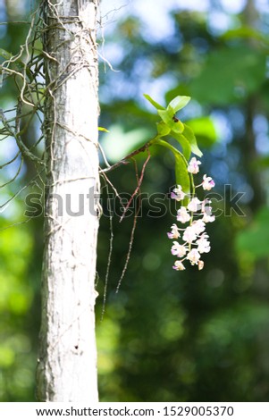 Orchids on the tree 1