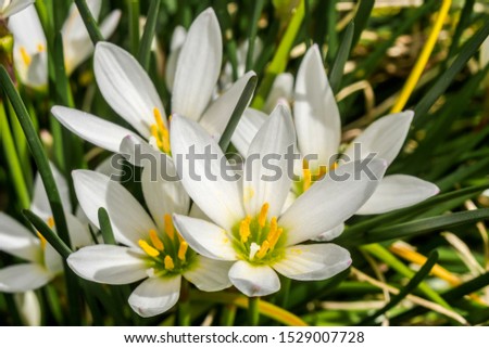 White Rain Lily (Zephyranthes candida) in greenhouse Royalty-Free Stock Photo #1529007728