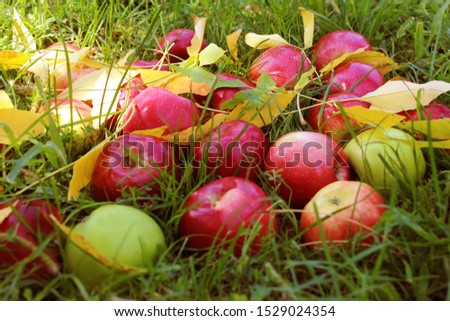 apples in a basket, yellow leaves. selective focus