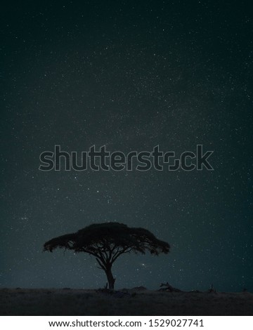 Tree infront of nightsky stars 
