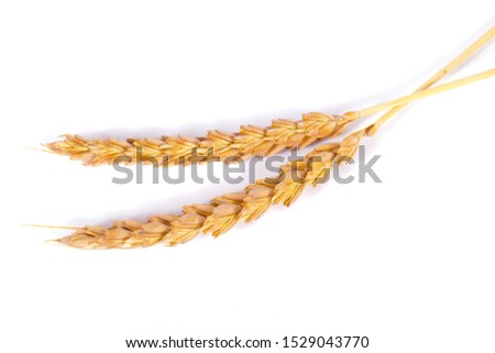 a bright closeup of a bunch of golden ripe dinkel hulled wheat Spelt Spelt (Triticum spelta dicoccum) rye grain relict crop health food ready for harvest isolated on white Royalty-Free Stock Photo #1529043770