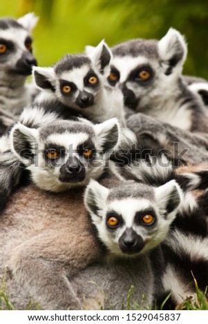 ring-tailed lemur (lemur catta) with baby