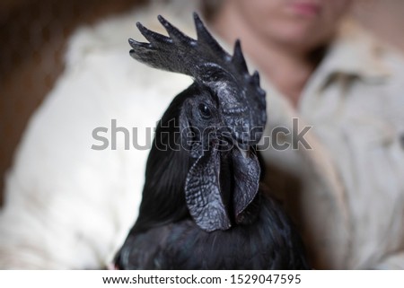 Portrait of black cock variety named Ayam Cemani. Useful as a symbol for halloween