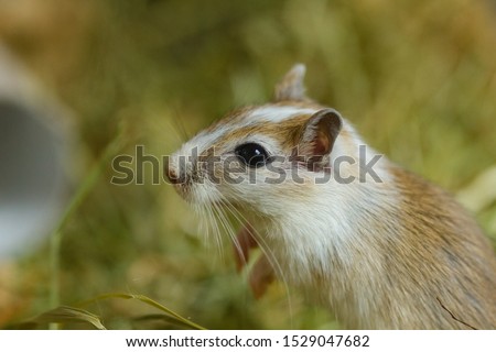 Mongolian gerbils (Meriones) as pet