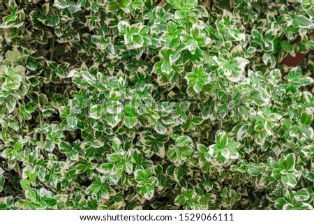 Euonymus fortunei Silver Queen wiht green and white plant leaves Royalty-Free Stock Photo #1529066111