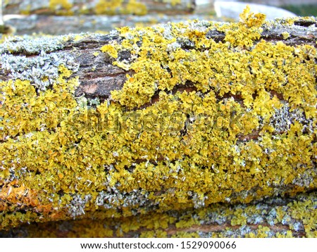 Lichen on a log outside  