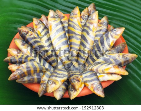 Botia Dario or Rani Fish of Indian subcontinent 