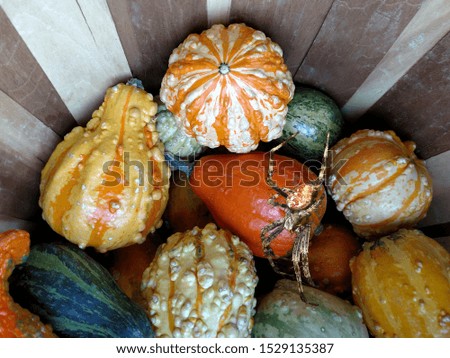 An image of an orb weaver spider, isolated and pasted upon a picture of decorative gourds for Halloween 
