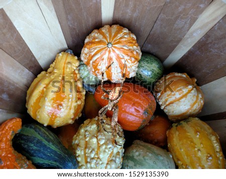 An image of an orb weaver spider, isolated and pasted upon a picture of decorative gourds for Halloween 