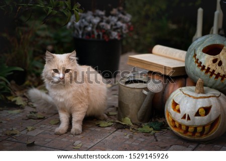 Witch cat and pumpkin. Halloween holiday concept.