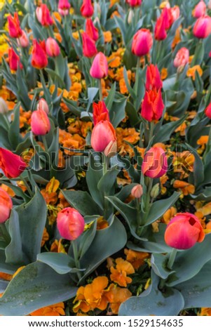Tulip Fields at Spring Festival