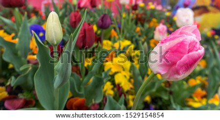 Tulip Fields at Spring Festival