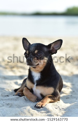 Chihuahua dog breed. portrait of a cute purebred puppy chihuahua in the river. Brutal dog black and brown and white swims, and then comes out from the river on the sand. Dog during water treatments.