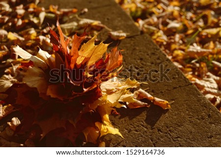 Beautiful autumnal composition with colorful maple leaves. Blurred background and copy space