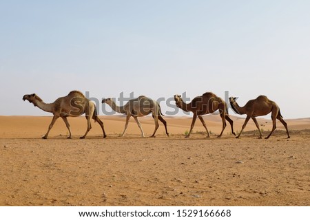 Line of dromedary camels crossing the Arabian desert in Riyadh, Saudi Arabia Royalty-Free Stock Photo #1529166668