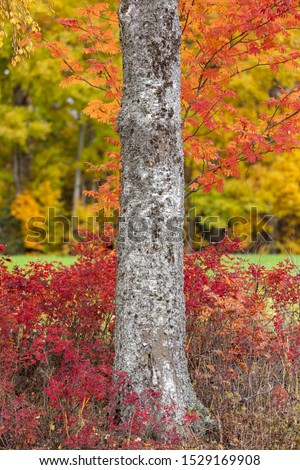 Beautiful different autumn colors at park trees