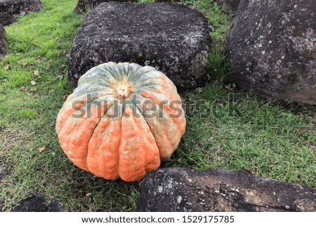Pumpkins lying on the grass