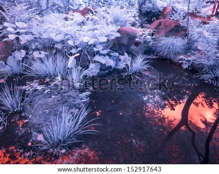 Japan Park Pond Life. Enhanced Infrared.