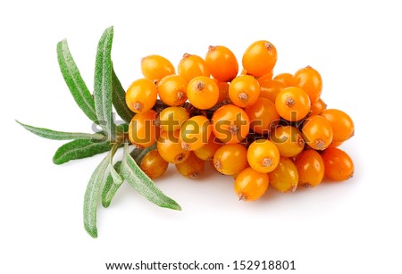 Sea buckthorn berries branch on a white background  Royalty-Free Stock Photo #152918801