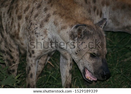 Hyena in the wild at night 