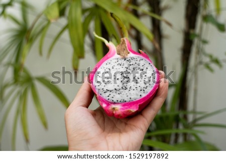 Male hand holding a dragon fruit with a palm tree on a background. Slice of white dragon fruit or pitaya. Tropical and exotic fruits. Healthy and vitamin food concept.