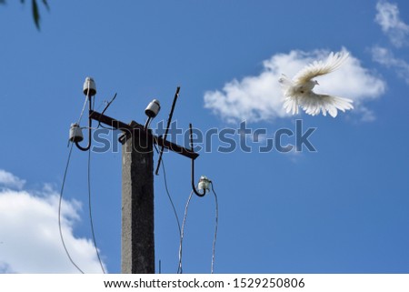 a white dove in flight and the support of a power line with dangling wires against the background of a sky with a cloud