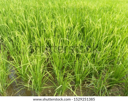 Flowering stage of rice are growing after transplant into the field