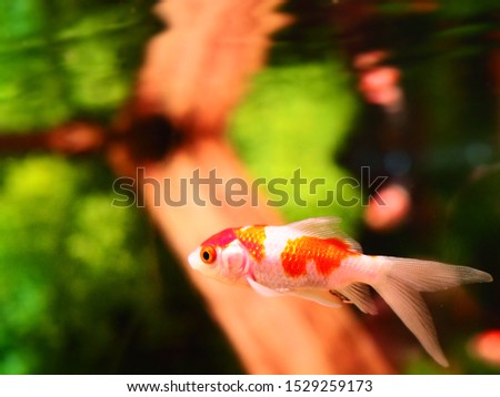 Goldfish swimming in the water Royalty-Free Stock Photo #1529259173