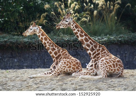 Giraffes at rest, Giraffa camelopardalis 