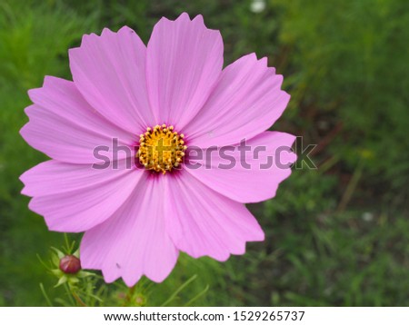 pink cosmos blooming pink color flower Royalty-Free Stock Photo #1529265737