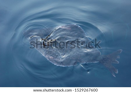 Great white-throated halibut swims in the North sea