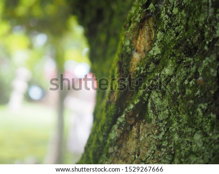 mossy tree trunk in sunlights Royalty-Free Stock Photo #1529267666
