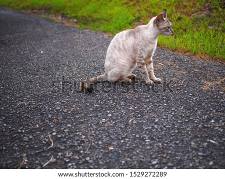 brown cute cat sitting on street Royalty-Free Stock Photo #1529272289