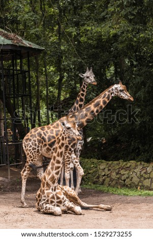 closeup view of giraffe in nature