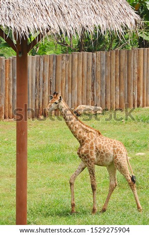 Animal giraffe with a long neck