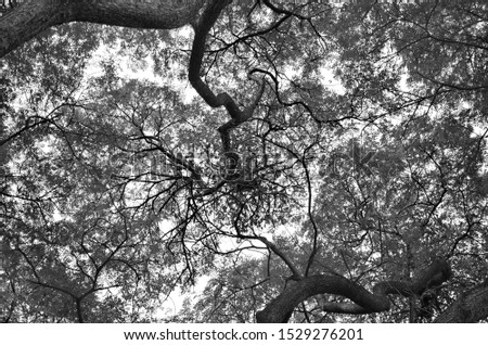 Low Angle View of Tree branches. Black and White. Dark tone.