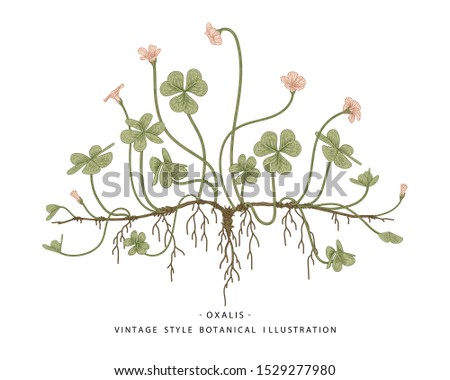 Sketch of Medicinal Herbs Set. Wood Sorrel (Oxalis acetosella) drawings. Wild flower and heart-shaped leaves.  Hand Drawn Botanical Illustrations.Nature Vector.
