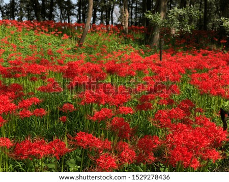 A picture of cluster amaryllis taken at Kinchakuda in Hidaka City, Saitama prefecture, Japan. When it reaches full bloom around the end of September, about 5 million flowers bloom.