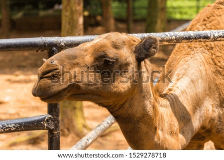 closeup shot of camel in the park