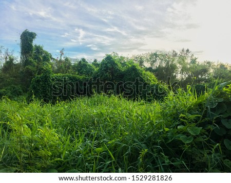 A picture of giant grass wall located in the middle of greenery grass field in a sunny day with clear blue sky showing a concept of mystery