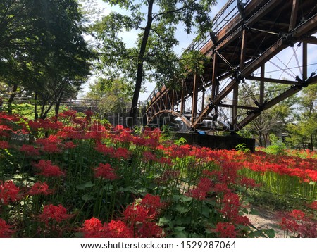 A picture of cluster amaryllis and Wooden bridge taken at Kinchakuda in Hidaka City, Saitama prefecture, Japan. When it reaches full bloom around the end of September, about 5 million flowers bloom.