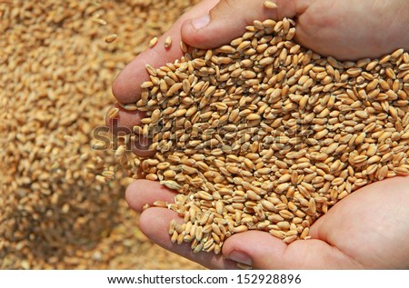 Wheat in a hand - good harvest