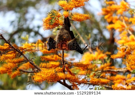 A flying fox in the silky oak tree. Taken at Gympie, Queensland
