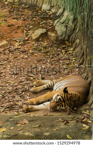 closeup shot of tiger resting at the park