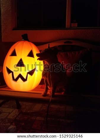 a dog and her pumpkin